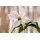 pflanzen-für-dich.de Pflanzen für Dich Kletterpflanze Clematis Hybride Mrs.Cholmondeley, 1 St., Waldrebe, langblühend