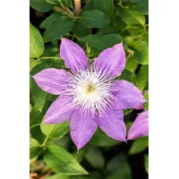Pflanzen Für Dich Clematis Hybride 'Crystal Fountain' 2L 60-