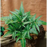 Pflanzen Für Dich Polystichum acrostichoides, Weihnachtsfarn, ca. 9x9 cm