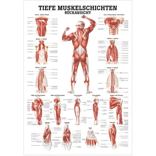 Tiefe Muskelschichten-Rücken Lehrtafel Anatomie 100x70cm medizinische Lehrmittel, Nicht Laminiert