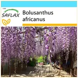 SAFLAX - Geschenkset - Afrikanischer Glyzinienbaum - 15 Samen - Mit Geschenkbox, Karte, Etikett und Blumenerde / Bolusanthus africanus