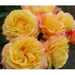 Tchibo - Rose »Rose der Hoffnung« - gelb