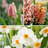 Plant in a Box - Blumenzwiebeln 'Peach Blush' - 25 Stk - Narcissus, Tulipa, Hyacinthus