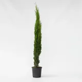Plant in a Box - Mittelmeer-Zypresse - Cupressus sempervirens - Höhe 70-80cm - Topf 19cm