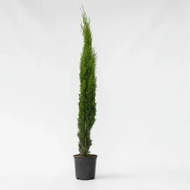 Plant in a Box - Mittelmeer-Zypresse - Cupressus sempervirens - Höhe 70-80cm - Topf 19cm