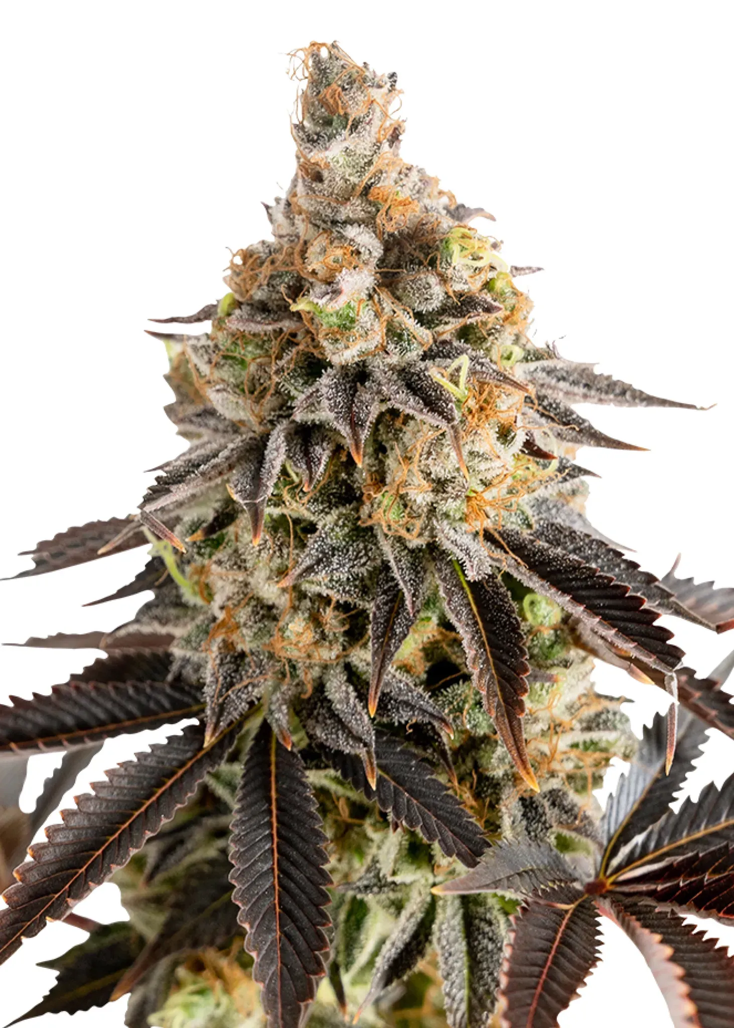 Royal Queen Seeds Cookies Gelato  1 Samen