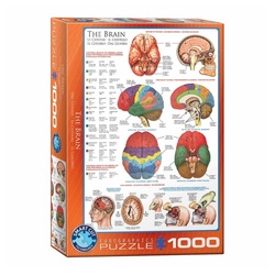 EUROGRAPHICS Puzzle Das Gehirn, 1000 Puzzleteile bunt