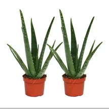 EXOTENHERZ 2er Set Aloe vera ca. 2 Jahre alt 10,5cm Topf