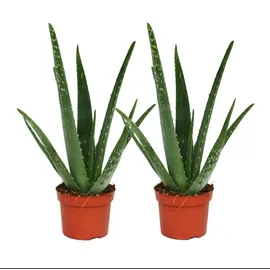 EXOTENHERZ 2er Set Aloe vera ca. 2 Jahre alt 10,5cm Topf