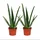 EXOTENHERZ 2er Set Aloe vera ca. 2 Jahre alt 10,5cm Topf