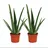 EXOTENHERZ 2er Set Aloe vera ca. 2 Jahre alt 10,5cm Topf