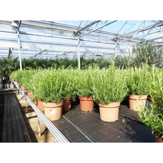 gruenwaren jakubik Gemüsepflanze echter Rosmarin Officinalis 50 - 60 cm Höhe, XL Busch Ø 25-30 cm