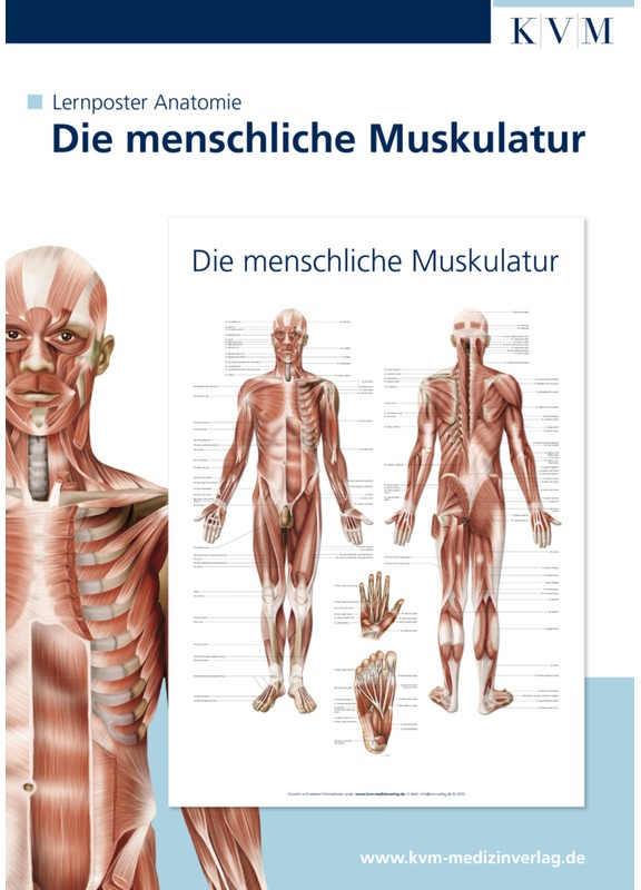 Die Menschliche Muskulatur, 1 Poster, Poster