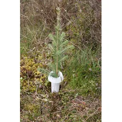 PlantaGard Rüsselkäferschutzkragen HyloPro aus Bio-Kunststoff