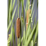 Pflanzen Für Dich Typha Latifolia Breitblättriger Rohrkolben Ca. 9x9 cm Topf