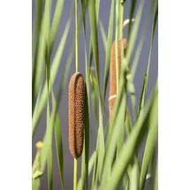 Pflanzen Für Dich Typha Latifolia Breitblättriger Rohrkolben Ca. 9x9 cm Topf