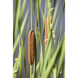 Pflanzen Für Dich Typha Latifolia Breitblättriger Rohrkolben Ca. 9x9 cm Topf