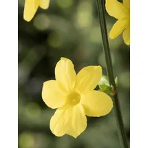 die nr-01.de echter Winter Jasmin 40-60cm - Jasminum nudiflorum