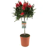 Plant in a Box - Zylinderputzer - Callistemon citrinus 'Splendens' - Höhe 90-110cm - Topf 21cm