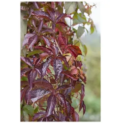 Parthenocissus quinquefolia, Wilder Wein, 60–100 cm