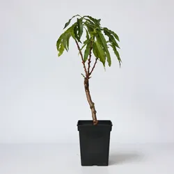 Plant in a Box - Pfirsichbaum - Prunus 'Bonanza' - Höhe 60-70cm - Topf 15cm