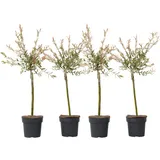 Plant in a Box - Schweizer Zwergweide - 4 Stk - Salix integra 'Flamingo' - Höhe 60-80cm - Topf 17cm
