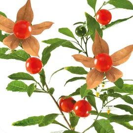 Dr. Loges Ashwagandha Plus Kapseln 120 St