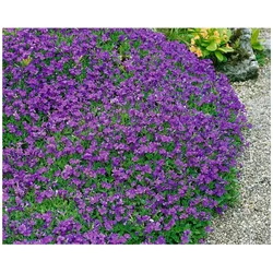 Aubrieta x cult. 'Hamburger Stadtpark', Blaukissen, ca. 9x9 cm Topf