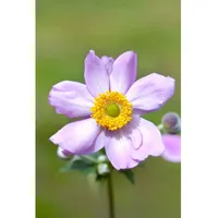 Pflanzen Für Dich Anemone tomentosa Serenade Herbst-Anemone, ca. 9x9