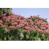 Pflanzen Für Dich Albizia Julibrissin Ombrella Seidenbaum 40–60 cm