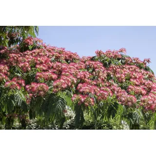 Pflanzen Für Dich Albizia Julibrissin Ombrella Seidenbaum 40–60 cm