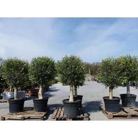 grünwaren winterharter XL Olivenbaum 45 Jahre, dicke Stämme, winterhart