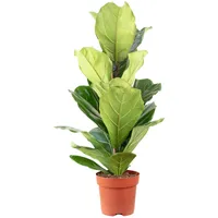 Flowerbox Value Greens Geigenfeige Moderner Dschungel-Look für Innenräume ca.