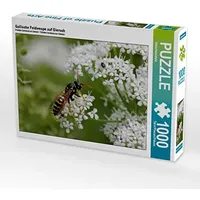 Calvendo Gallische Feldwespe auf Giersch 1000 Teile Puzzle quer