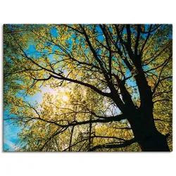Artland Leinwandbild »Frühlingssonne durch Baumkrone«, Bäume, (1 St.), auf Keilrahmen gespannt Artland Farbe Bild(er): grün