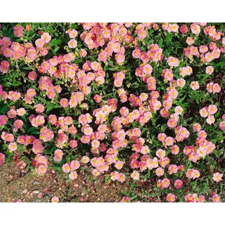 Staudenkulturen Wauschkuhn Helianthemum Hybr. 'Lawrensons Pink' - Sonnenröschen - Staude im 9cm Topf