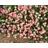 Staudenkulturen Wauschkuhn Helianthemum Hybr. 'Lawrensons Pink' – Sonnenröschen – Staude im 9cm Topf