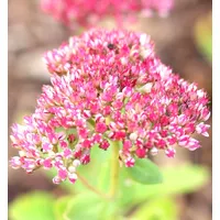 Pflanzen Für Dich Sedum telephium Herbstfreude Fetthenne, rosa Blüten,