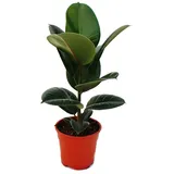 Exotenherz Gummibaum Ficus Elastica Robusta 17cm Topf