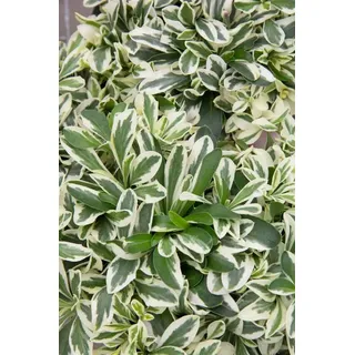 Pflanzen für Dich Staude Arabis ferd. Variegata, 1 St., Gänsekresse weiß