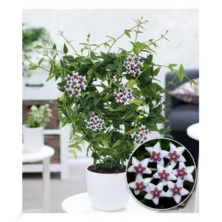 BALDUR Garten Wachsblume Hoya Bella, 1 Pflanze, Porzellanblume, Rankpflanze, blühende Zimmerpflanze, mehrjährig - frostfrei halten, blühend, sternförmigen Blüten
