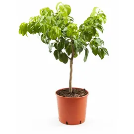 Blumen-Senf Bergamotte 70–100 cm Citrus Bergamia Fantastico Echte Zitruspflanze, Duftpflanze für Tee, Aromatherapie