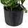 Beliani Kunstpflanze ORBIFOLIA 50 cm Grün