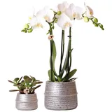 Kolibri Company - Pflanzenset Groove silber | Set mit weißer Phalaenopsis Orchidee Amabilis Ø9cm und grüner Sukkulente Crassula Ovata Ø6cm | inkl. silbernen Keramik-Ziertöpfen