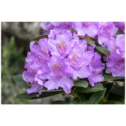Rhododendron saluenense 'Lavendula', Lavendelblüten, 20–25 cm