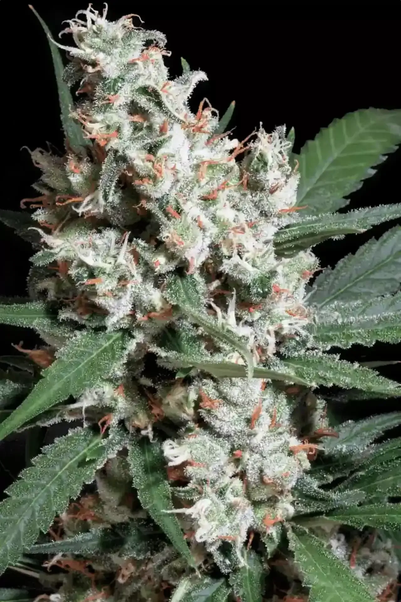 Paradise Seeds L.A. Amnesia 3 Samen