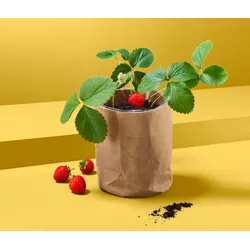 Tchibo - Erdbeer-Saatgut im Papierbeutel - naturfarben