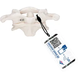 Atlas und Axis Modell, montiert, ohne Sockel - 3B Smart Anatomy