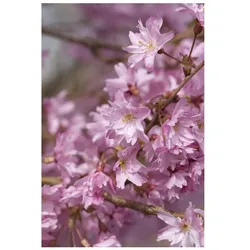 Prunus subhirtella 'Autumnalis', Winterkirsche, zartrosa, 60–100 cm