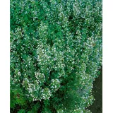 pflanzen-für-dich.de Staude Kleinblütige Bergminze Calamintha nepeta 'Blue Cloud' winterhart Freilandaufzucht